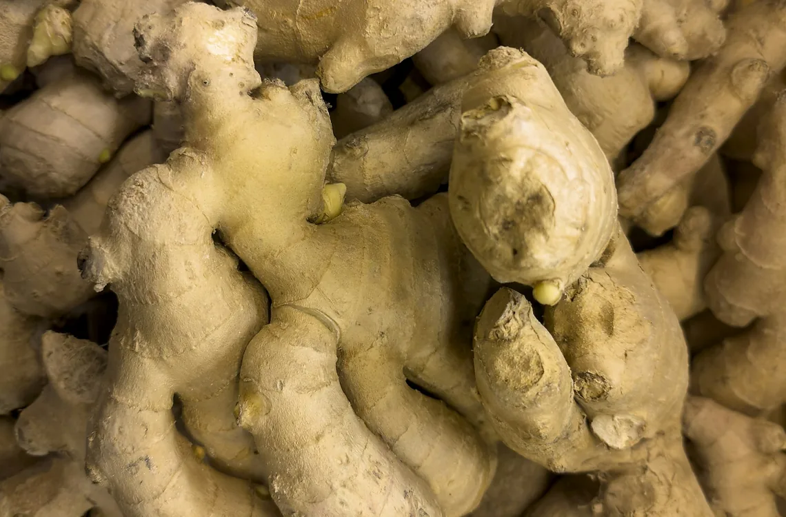 Racines fraîches de gingembre
